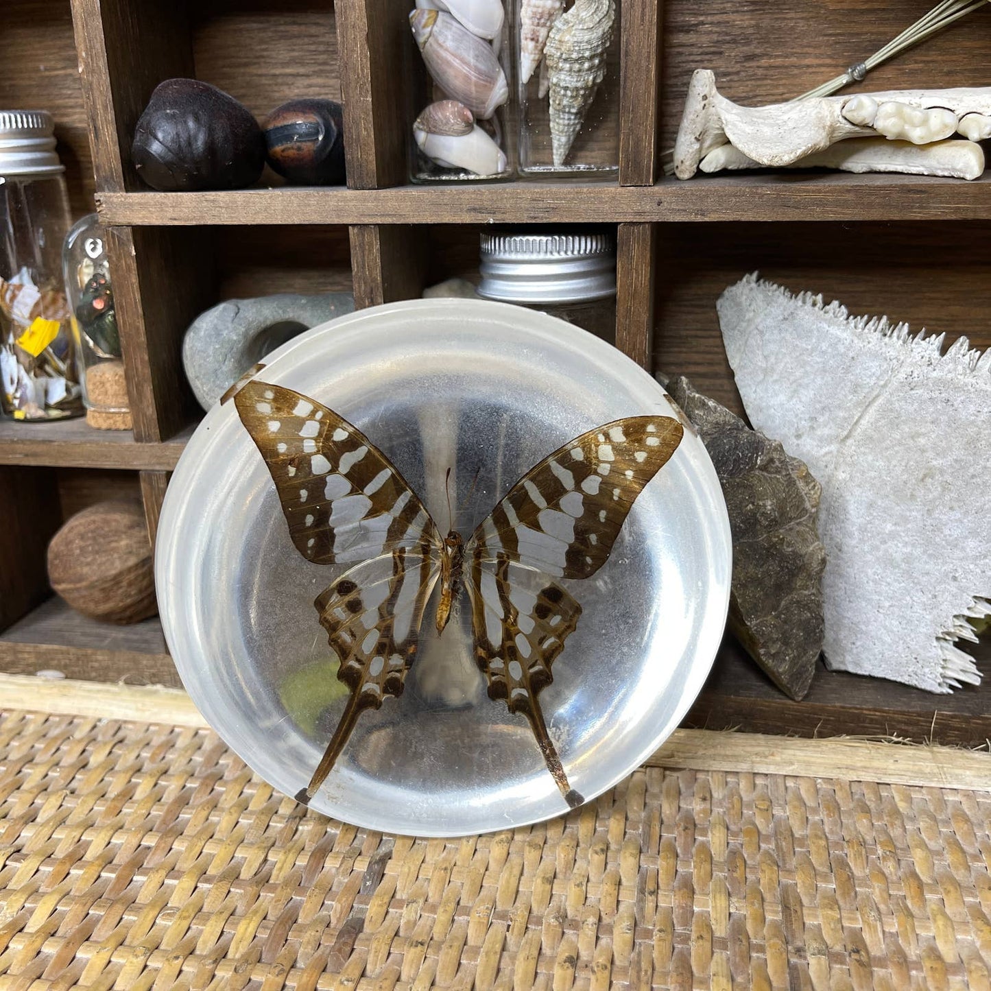 Vintage 70s Butterfly Paperweight Striped Sword Tail Butterfly