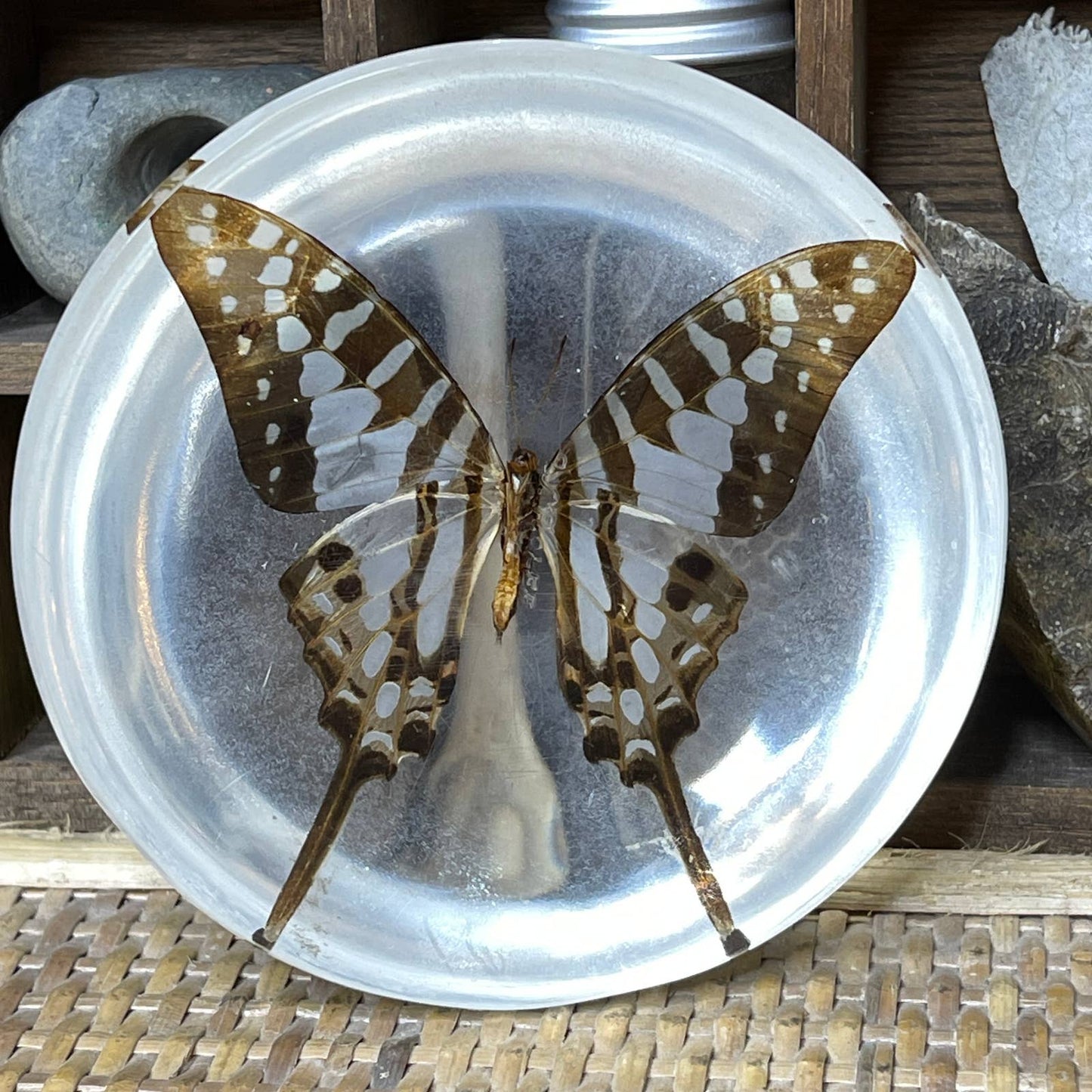 Vintage 70s Butterfly Paperweight Striped Sword Tail Butterfly